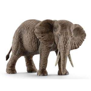 Afrikaanse Olifant, Vrouwtje