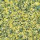 Blüten Löwenzahn