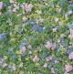 Blüten Krokusblüte