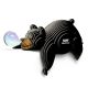081 Black Bear