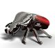 111 Goliath Beetle