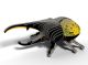 112 Hercules Beetle