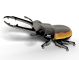 114 Stag Beetle