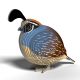 129 Quail