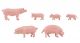 Varkens