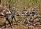 Jungle Patrol - Vietnam Series