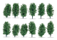 Thuja haag