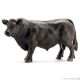 Black Angus Stier -