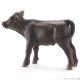 Black Angus Kalf -