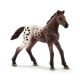 Appaloosa Veulen