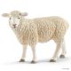 Schaap