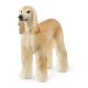 Windhond