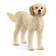 Goldendoodle