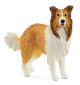 Collie