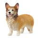 Welsh Corgi