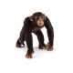 Chimpansee, Mannetje