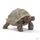 Reuze Schildpad
