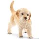 Golden Retriever Pup